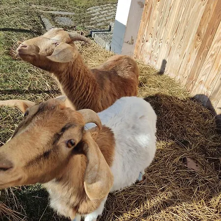 Rehblick Oberbraend * Eisenbach (Breisgau-Hochschwarzwald)